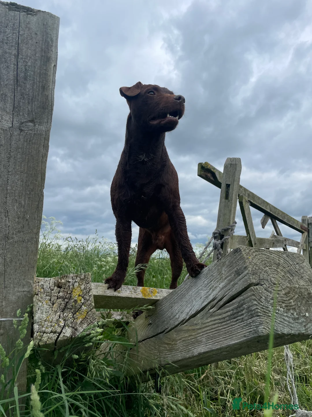 Patterdale Terrier dogs for stud: Chocolate patterdale for stud  in Doncaster - Advert 2