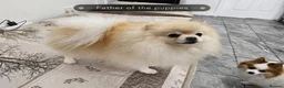 Pomeranian dogs for sale: I Have 2 Pomeranian Puppies Read Description - Advert 2