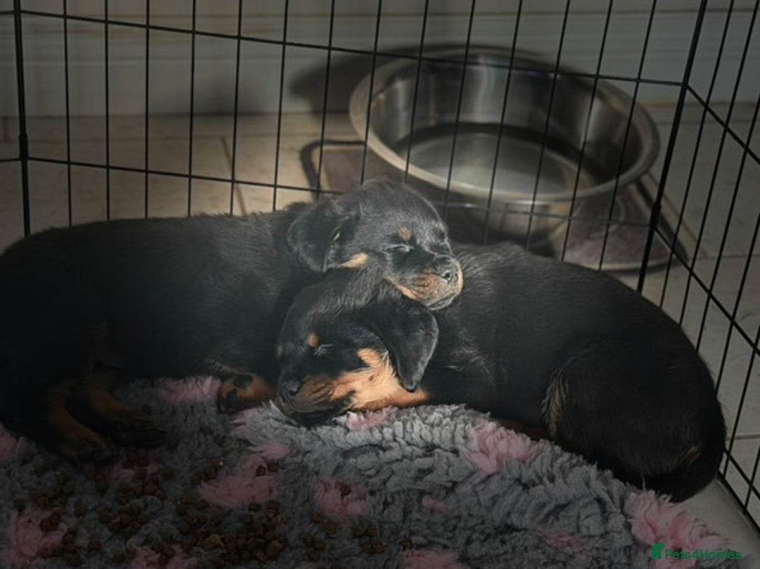 Rottweiler dogs for stud: Proven Health Tested Rottweiler stud  in Clydebank - Advert 8