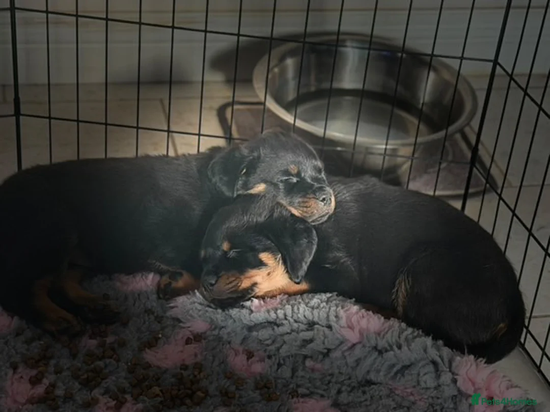 Rottweiler dogs for stud: Proven Health Tested Rottweiler stud  in Clydebank - Advert 8