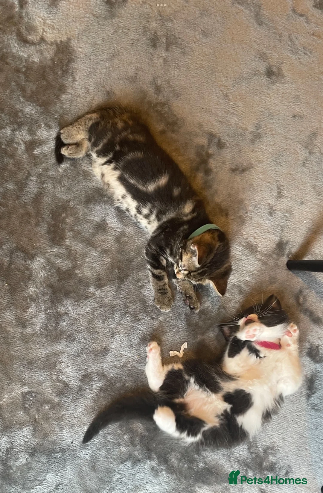 Mixed Breed cats for sale: ONE TABBY MALE KITTEN LEFT in Leicester - Advert 5