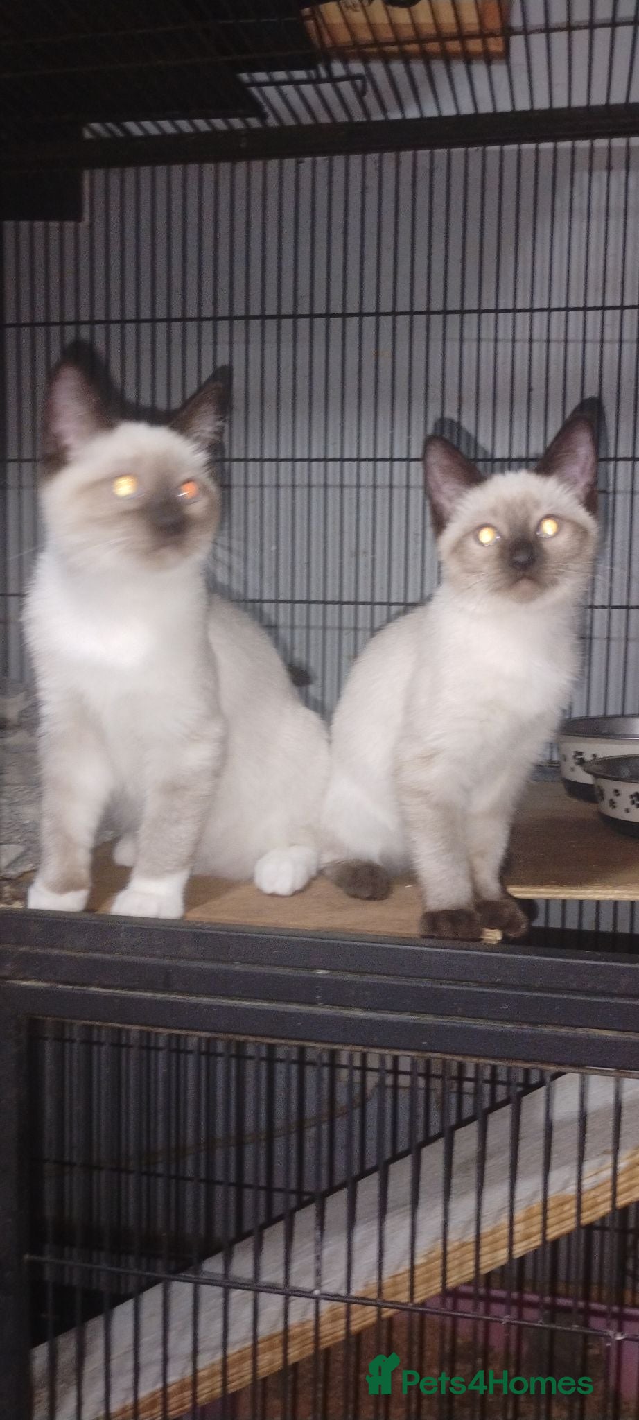 Ragdoll cats Ragdoll x Siamese kittens - Advert 1