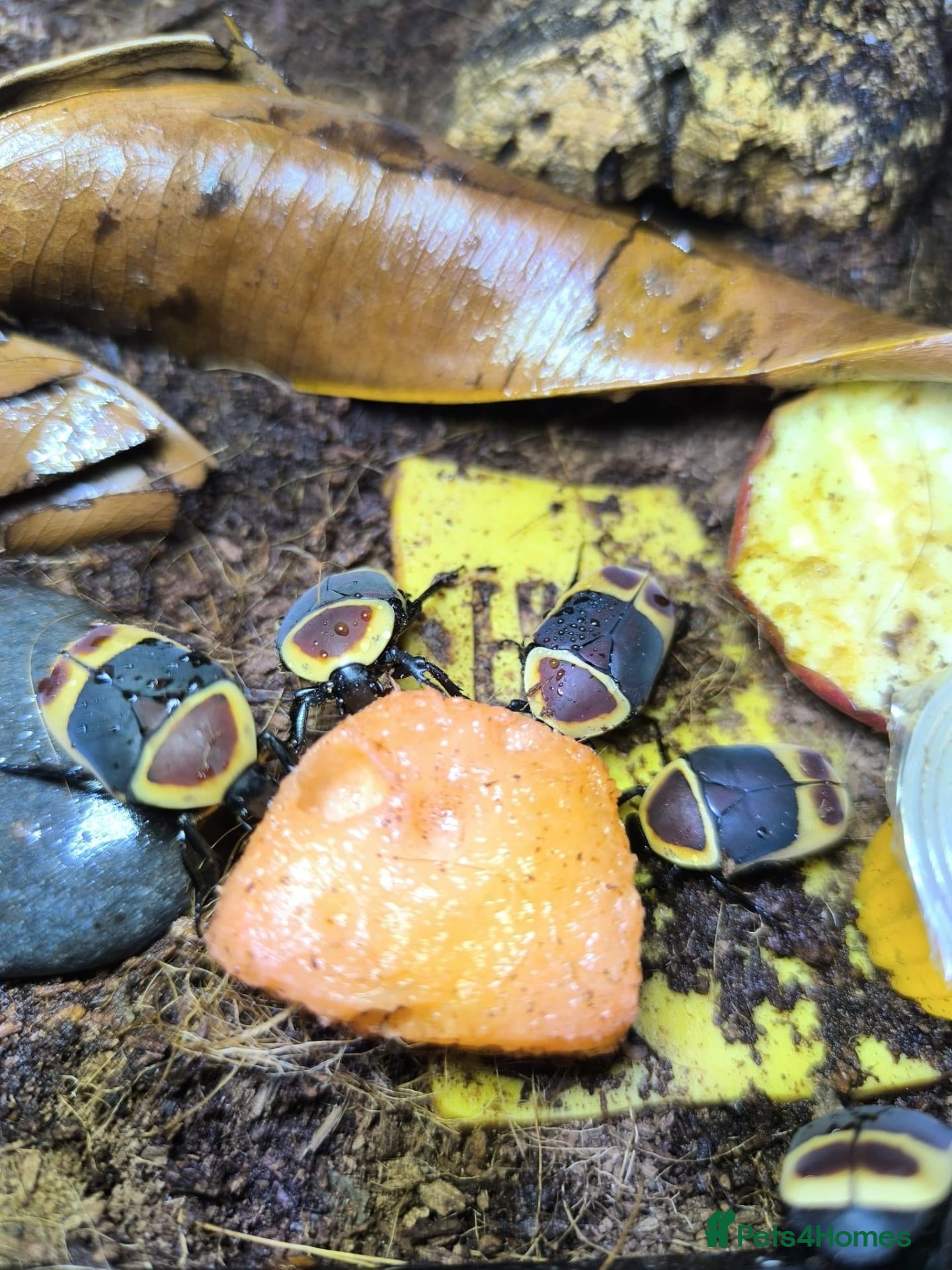 Beetles invertebrates Sun beetle grubs - Advert 6