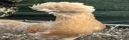 Chickens poultry for sale: Breeding set of POL chamois Polish & frizzle roo - Advert 6