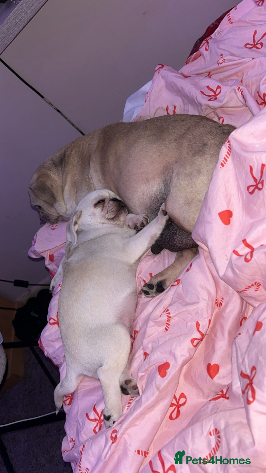 Pug dogs for sale: Gorgeous creamgirl and whiteboy pug ready toleave  - Advert 2