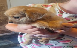 Mixed Breed dogs for sale: Dashound x shih tuz  - Image 4