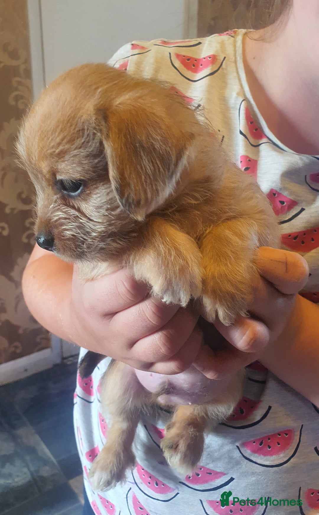 Mixed Breed dogs for sale: Dashound x shih tuz  - Image 4