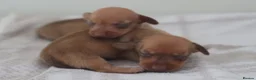 Miniature Dachshund dogs for sale: 4 Miniature Dachshund Pups Red Dapple - Shaded Red - Advert 22