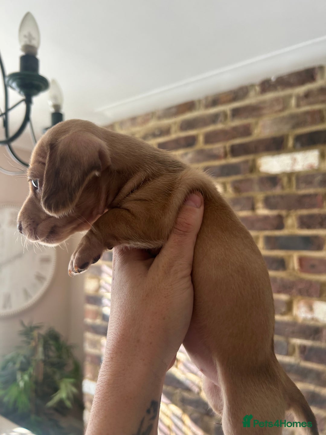 Miniature Dachshund dogs for sale: long haired miniature dachshund puppies - Image 14