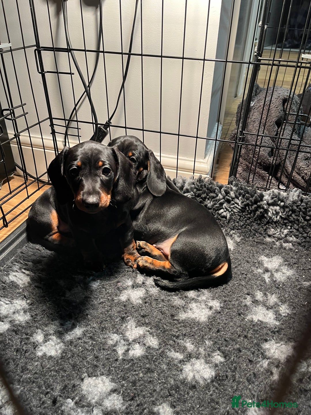 Dachshund dogs for sale: Dachshund puppies - Advert 2