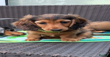 Dachshund dogs - Advert 7