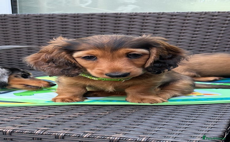 Dachshund dogs - Advert 2