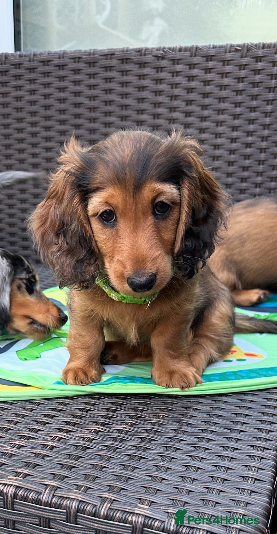 Dachshund dogs for sale: KC Registered Quality Mini Dachshunds long hair  - Image 3