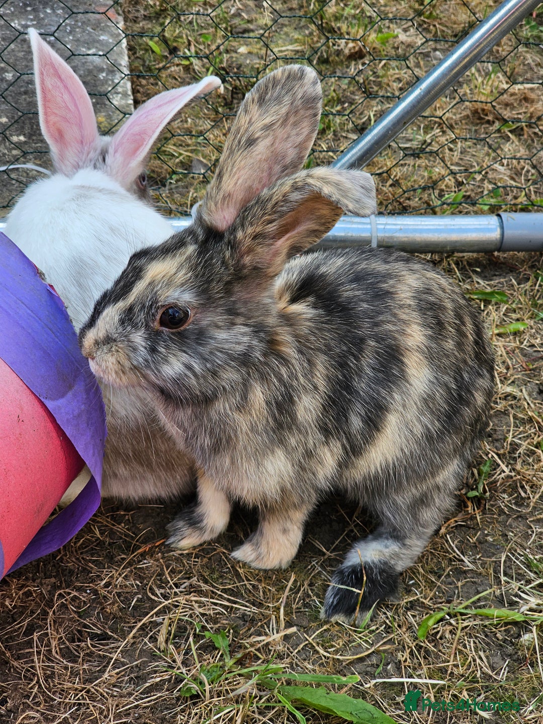 Harlequin rabbits for sale: 4 Gorgeous Harlequin bunnies looking for a 🏡  - Image 16