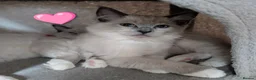 Ragdoll cats for sale: 💛GCCF 💛Ragdoll blue point mitted kittens  - Advert 9