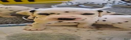 Dalmatian dogs for sale: SUPERB KC REGISTERED DALMATIANS - Advert 5