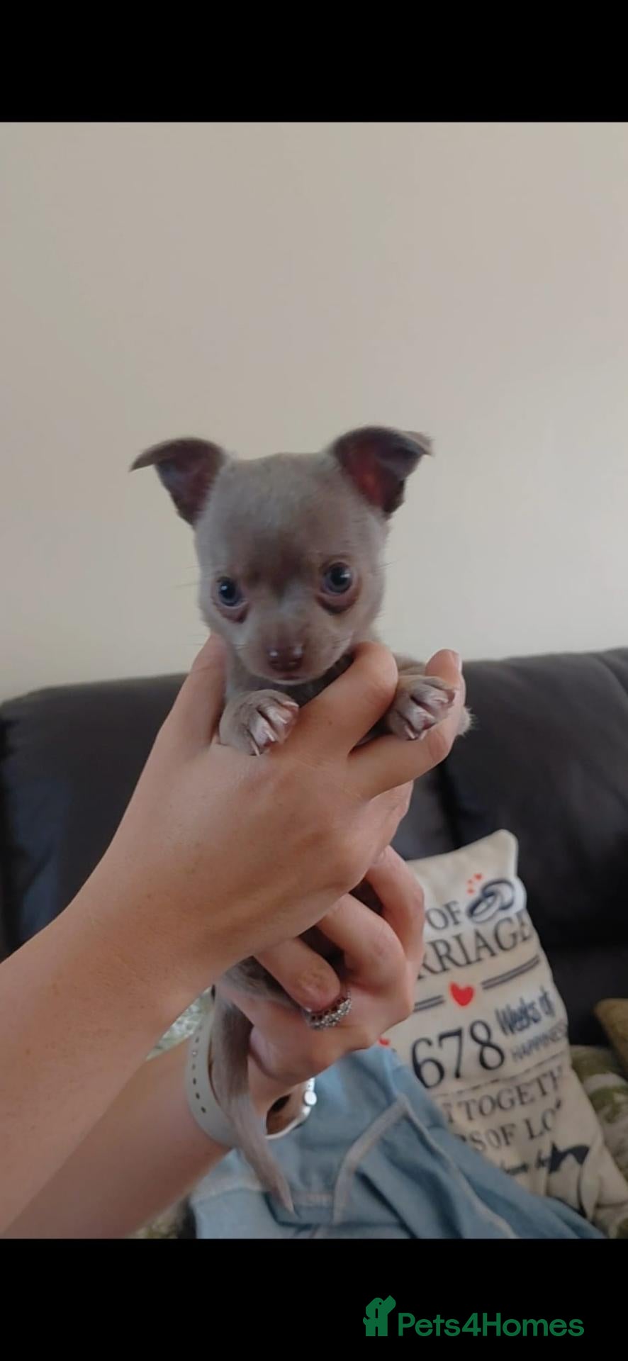 Chihuahua dogs Lilac Chihuahua Puppies  - Advert 2