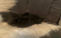 Lionhead rabbits for sale: Beautiful DoubleMane Lionhead Baby Bunnies/Rabbits - Image 17