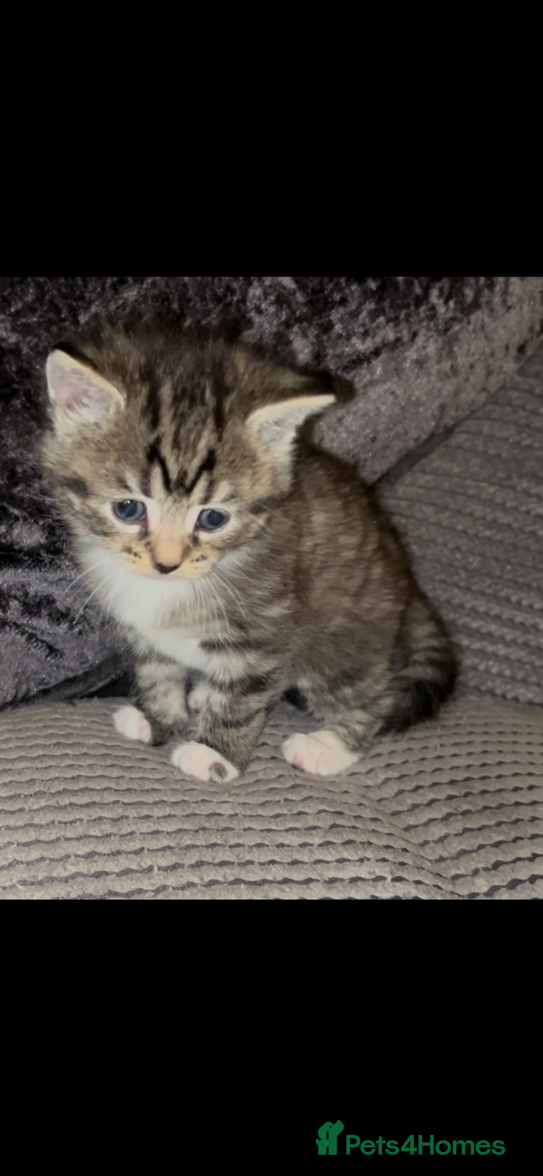 Mixed Breed cats for sale: Siamese x maincoon female kittens  - Advert 5