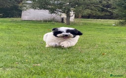 Maltipoo dogs for sale: 🌟LAST 2🌟 Black+White Boy 🐼 Biscuit+White Girl🍪 - Image 10