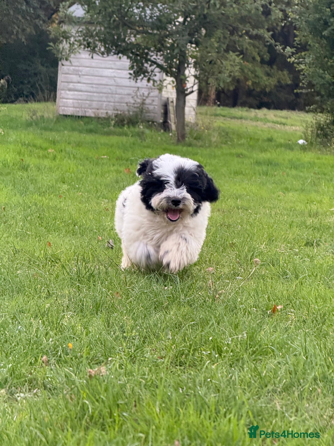 Maltipoo dogs for sale: 🌟LAST 2🌟 Black+White Boy 🐼 Biscuit+White Girl🍪 - Image 10