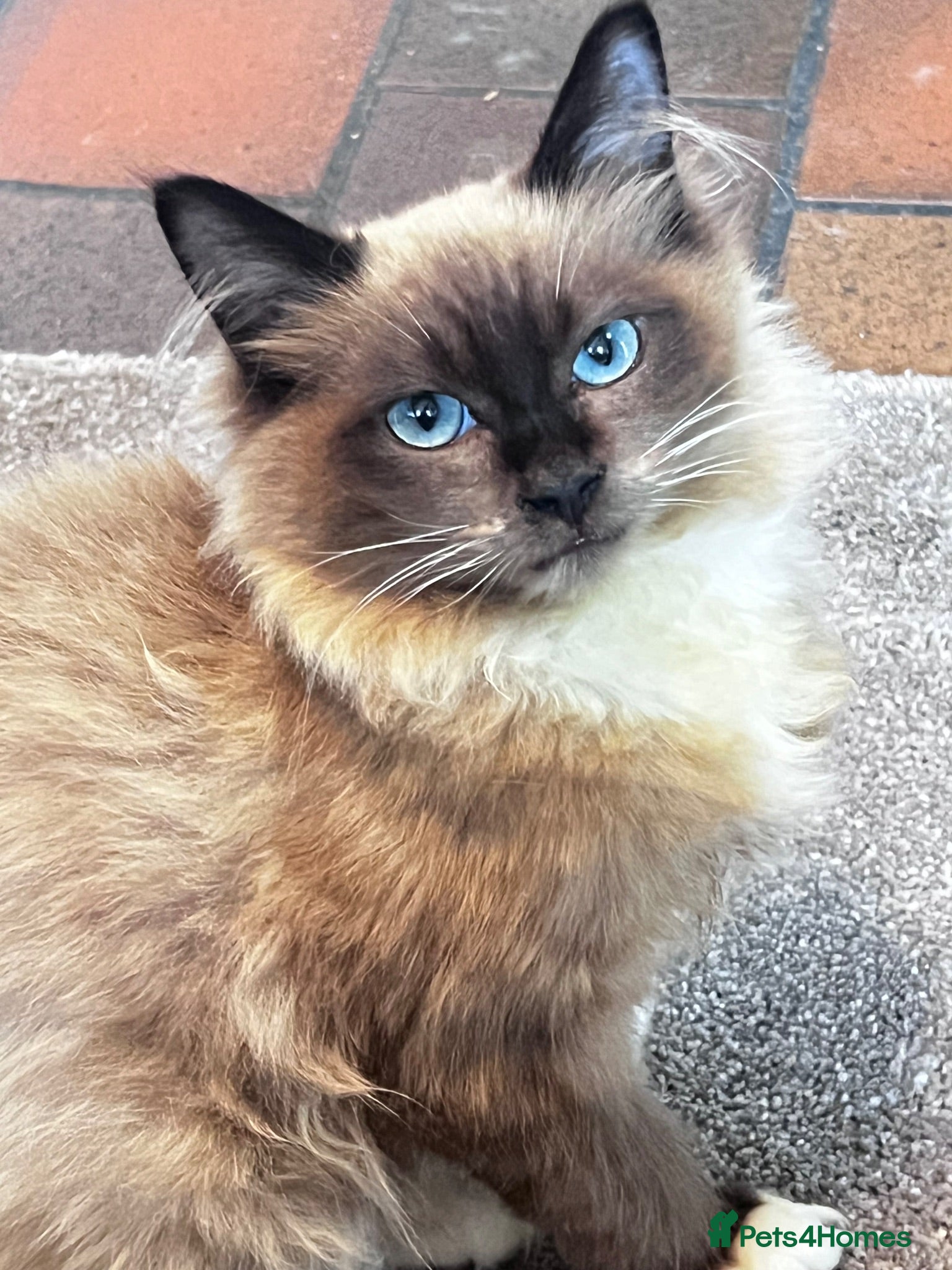 Ragdoll cats Ragdoll for sale in Blackburn  - Advert 1