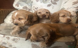 Cocker Spaniel dogs for sale: 4 stunning cocker spaniel puppies  - Image 3
