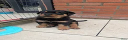 Rottweiler dogs for sale: !!! 1 BOY LEFT !!!  - Advert 3