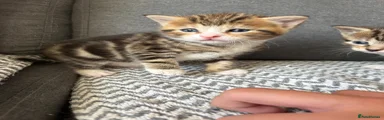 Mixed Breed Kitten 2