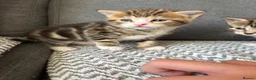 Mixed Breed cats for sale: Stunning kittens ♥️🐱🐱🐱 - Advert 4