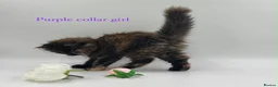 Maine Coon cats for sale: Maine coon kittens  - Advert 18