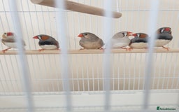 Finches birds for sale: 6 Show Quality Zebra Finches for Sale  - Image 11
