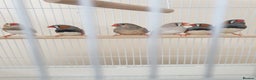 Finches birds for sale: 6 Show Quality Zebra Finches for Sale  - Advert 11