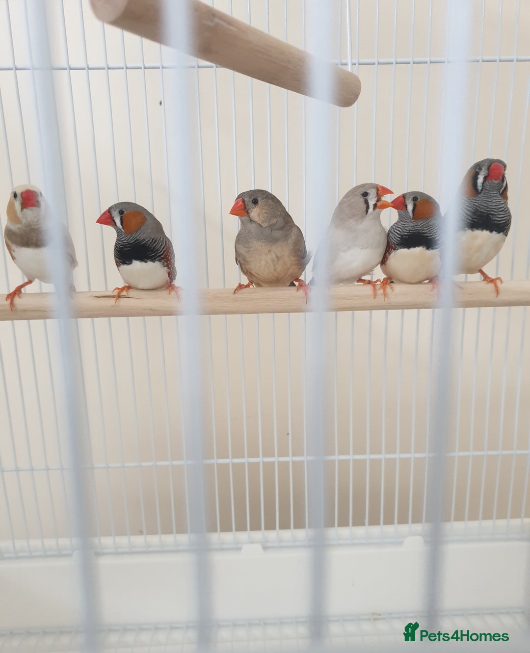 Finches birds for sale: 6 Show Quality Zebra Finches for Sale  - Image 11