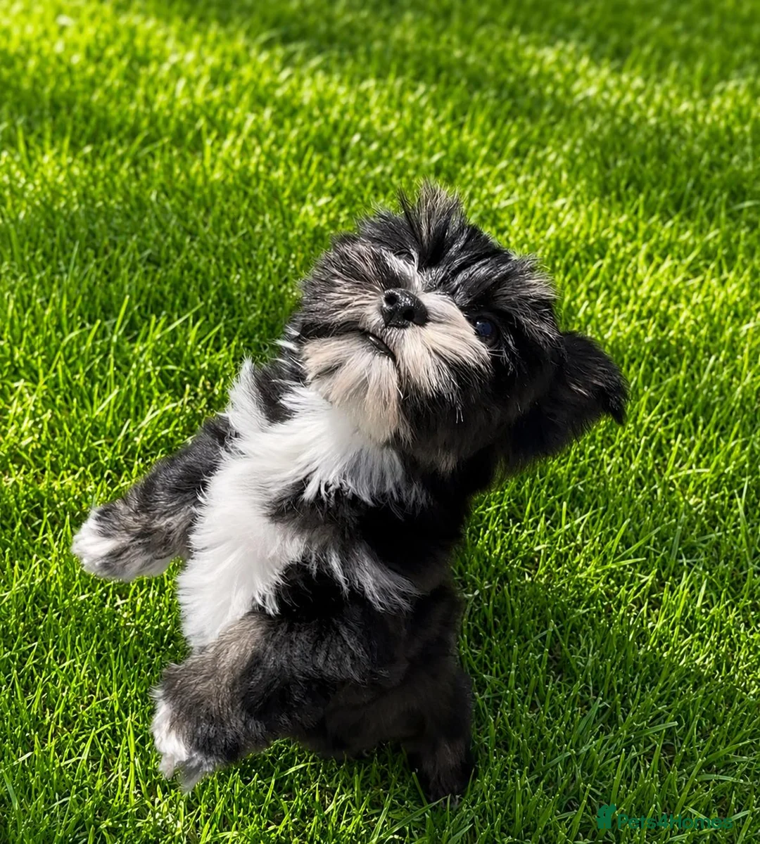 Biewer Terrier dogs for sale: Biewer Terrier  - Advert 2