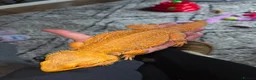 Bearded Dragon reptiles for sale: Female Bearded Dragon - Advert 4