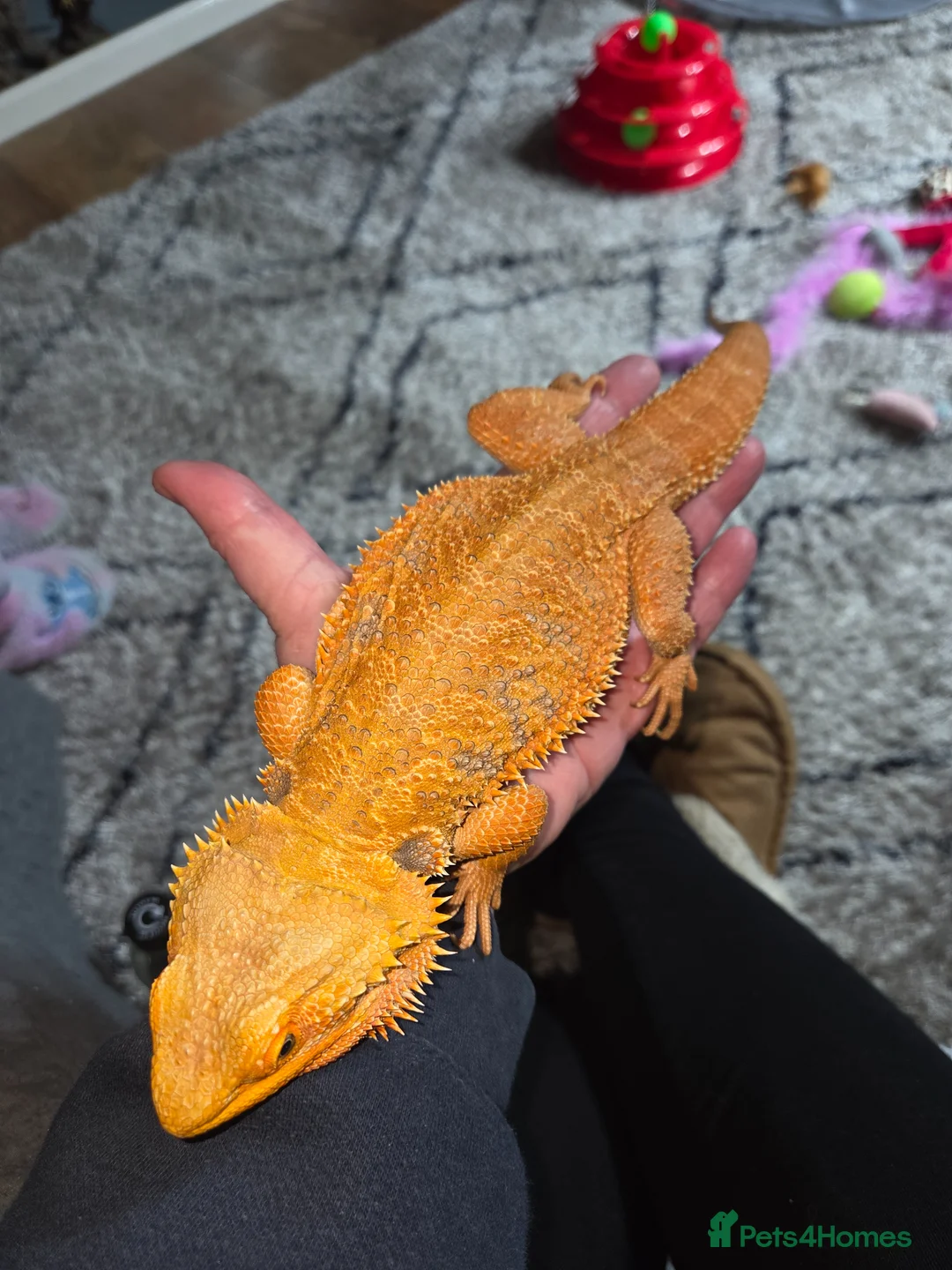 Bearded Dragon reptiles for sale: Female Bearded Dragon - Advert 4
