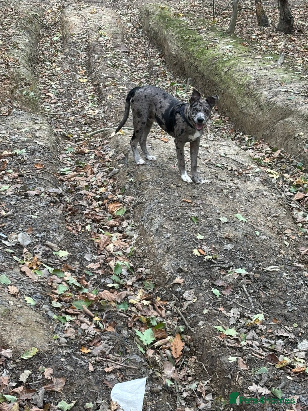 Mixed Breed dogs for sale: Whippet X border collie  - Advert 7