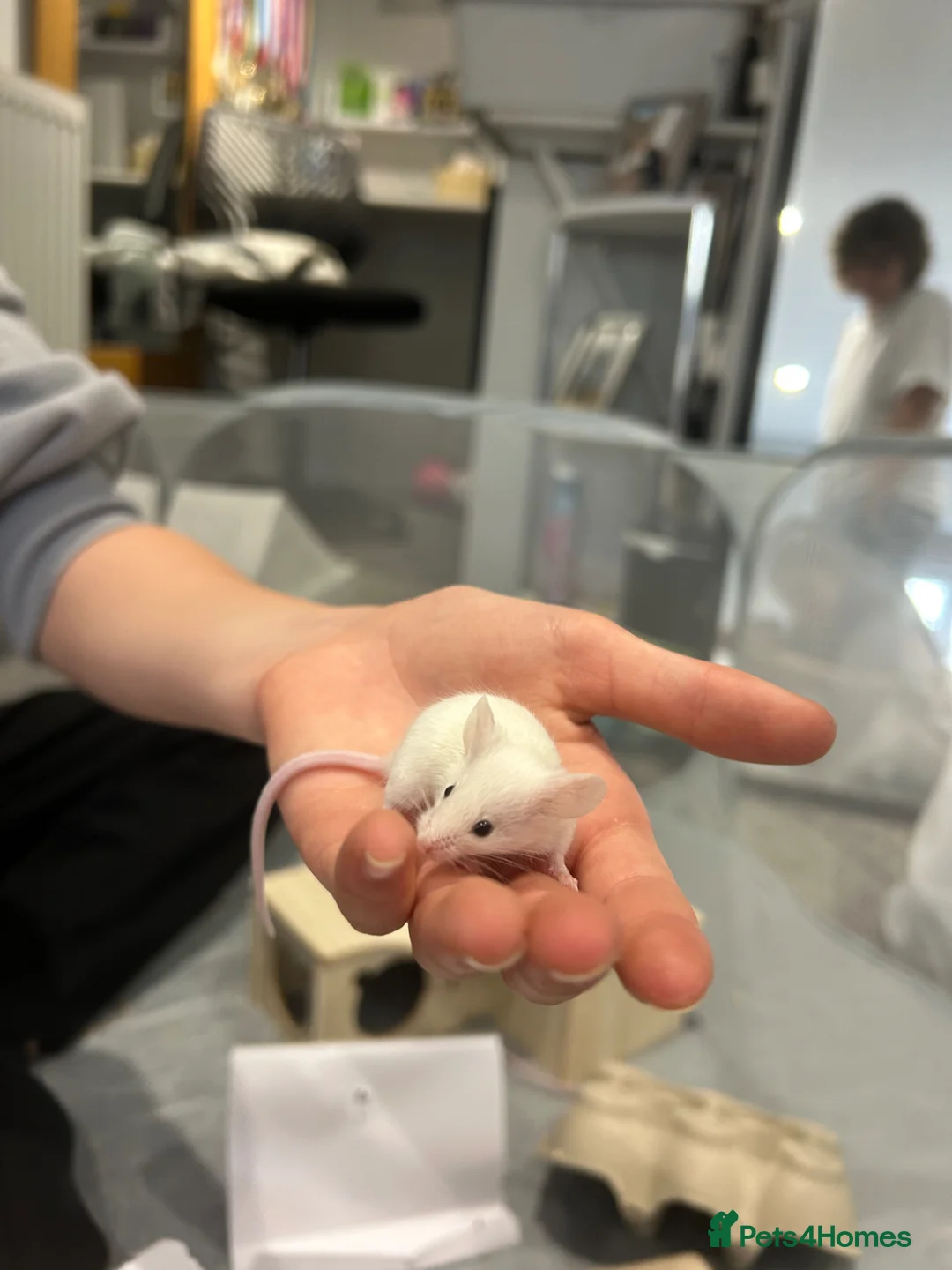 Mouse rodents for sale: 3 male mice  - Advert 3