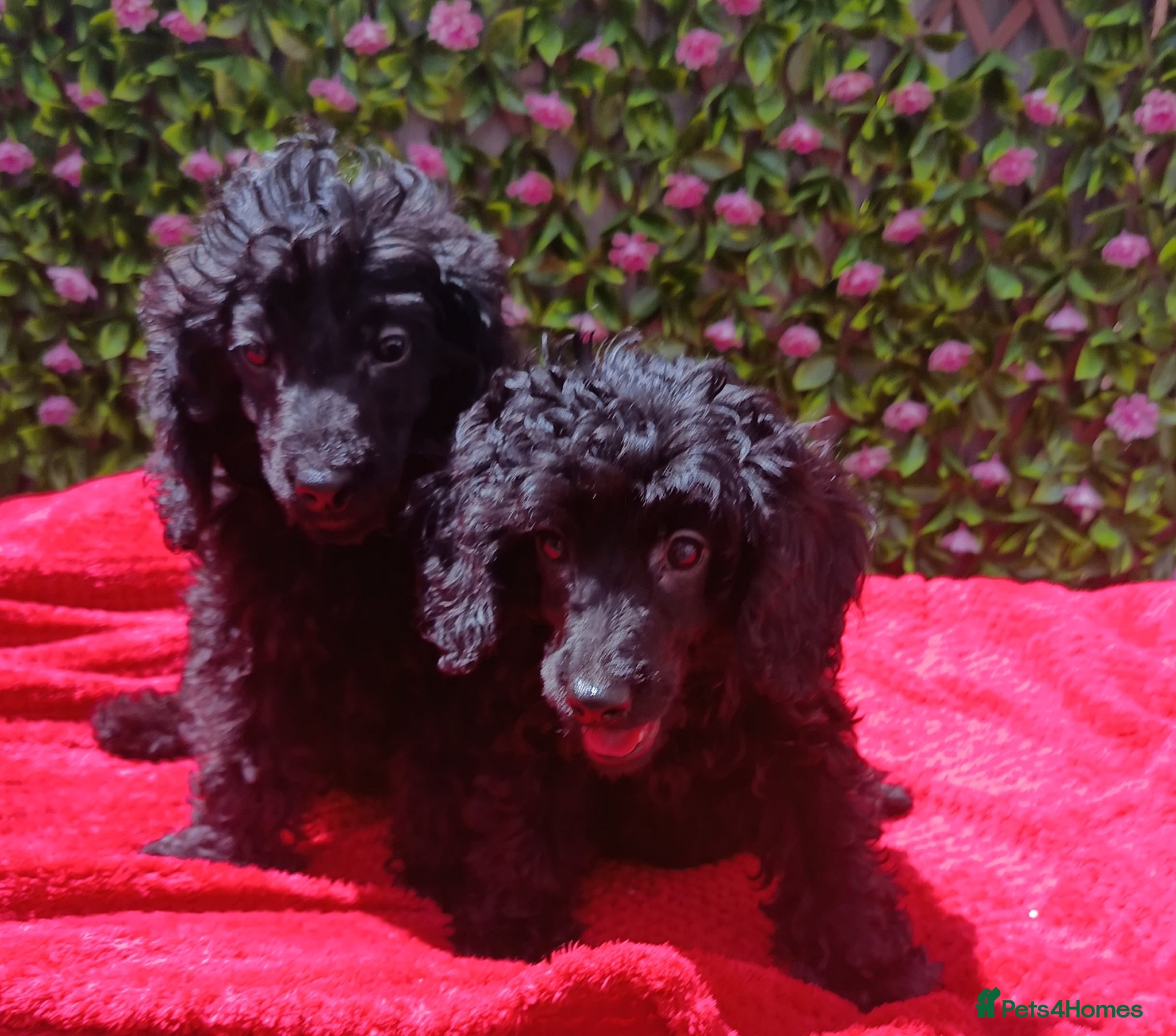 Cavapoo dogs FULLY VAX F1 CAVAPOO EXTENSIVELY H TESTED TOY SIZE - Advert 1