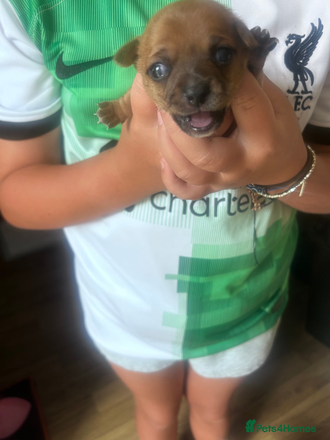 Chihuahua dogs for sale: Beautiful chihuahua puppies - Image 6
