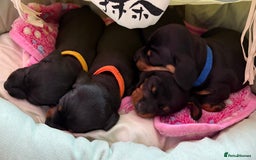 Miniature Dachshund dogs for sale: Miniature dachshund puppies 🐾 - Advert 21