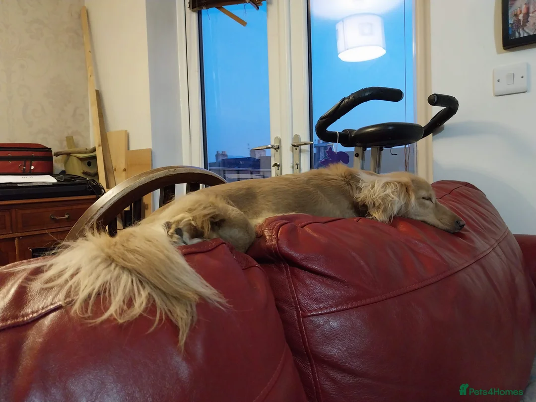 Miniature Dachshund dogs for stud: Stud KC cream long haired miniature dachshund  in Durham - Advert 11