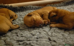 Labrador Retriever dogs for sale: Red Fox Labrador Puppies–Ready from 26th September - Image 40