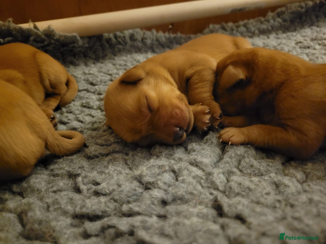 Labrador Retriever dogs for sale: Red Fox Labrador Puppies–Ready from 26th September - Image 40
