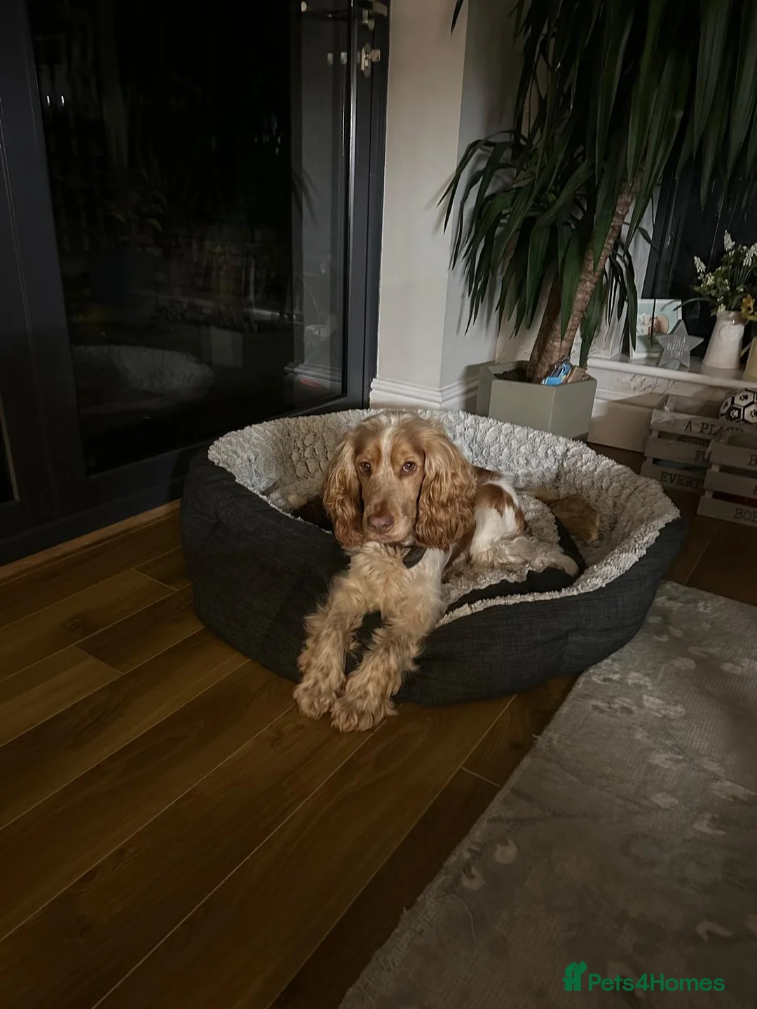 Cocker Spaniel dogs for stud: KC Reg Show Cocker Spaniel- Extensively DNA tested in Warrington - Advert 8