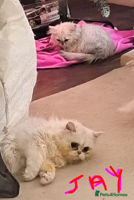 Persian cats Blue Silver/white long hair kittens ready now - Advert 1