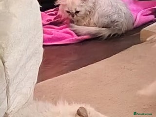 Persian cats Blue Silver/white long hair kittens ready now - Advert 1