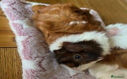 Guinea Pig rodents for sale: Pair of Female Guinea Pigs with cage - Image 5