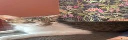 British Shorthair cats for sale: 7 short hair kittens  - Advert 21
